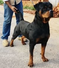 DogsIndia.com - Rottweiler - Joels