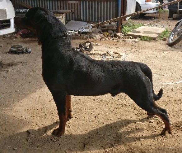 DogsIndia.com - Rottweiler - Joels