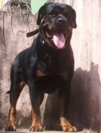 DogsIndia.com - Rottweiler - Lathika Kennels
