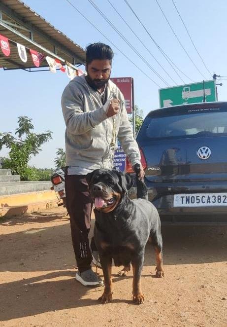 DogsIndia.com - Rottweiler - Lathika Kennels