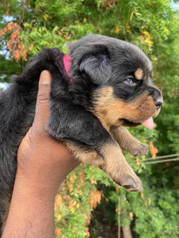 DogsIndia.com - Rottweiler - Lathika Kennels
