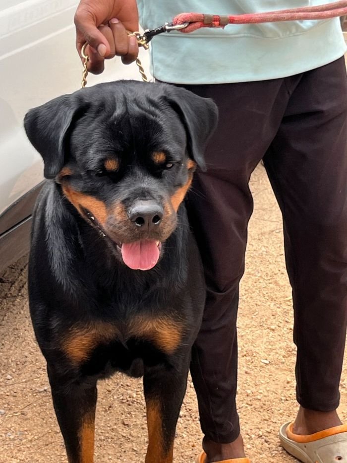 DogsIndia.com - Rottweiler - Nishmaar's Kennel