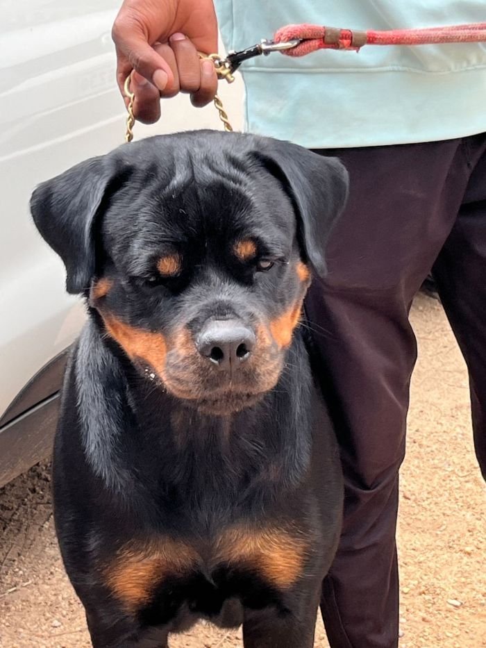 DogsIndia.com - Rottweiler - Nishmaar's Kennel
