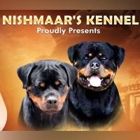DogsIndia.com - Rottweiler - Nishmaar's Kennel