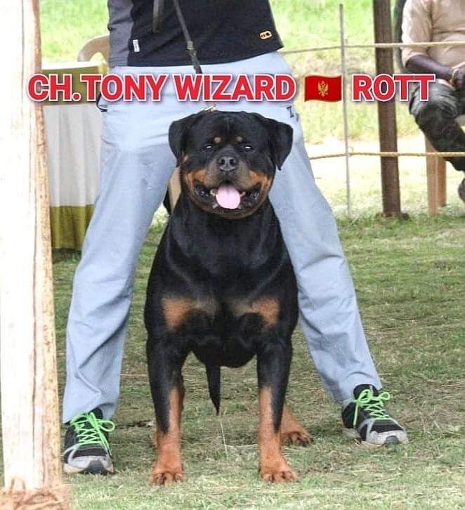 DogsIndia.com - Rottweiler - Nishmaar's Kennel
