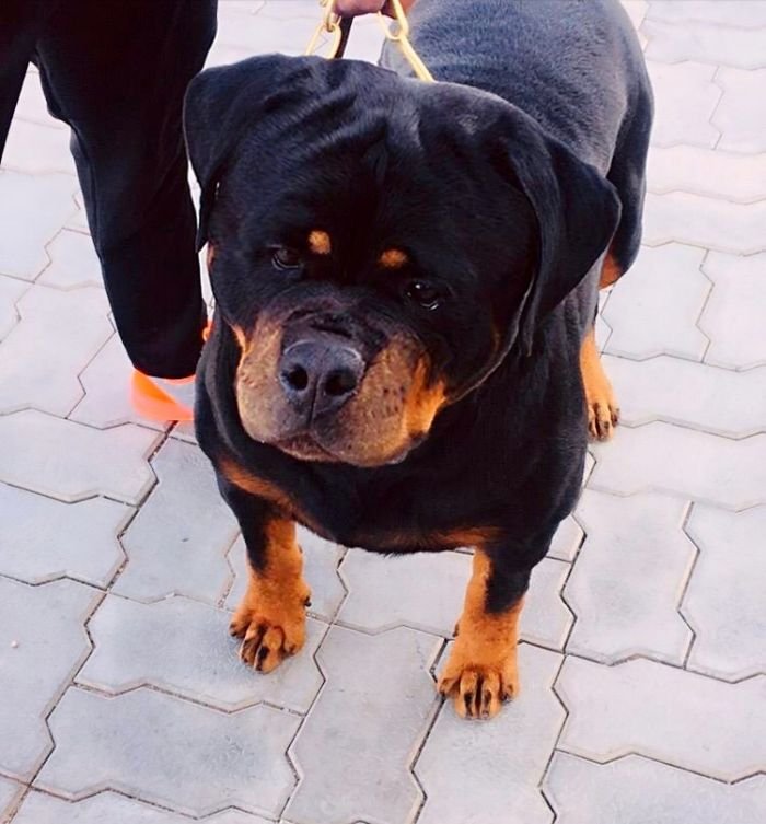 DogsIndia.com - Rottweiler - Nishmaar's Kennel