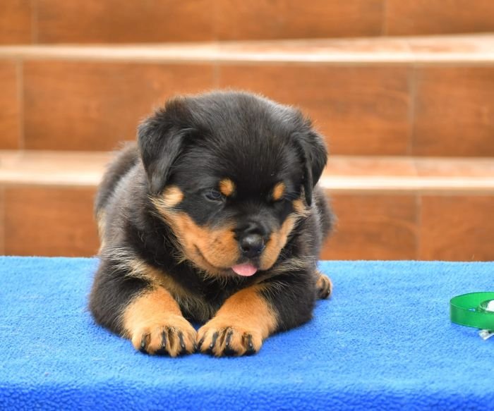 DogsIndia.com - Rottweiler - Nishmaar's Kennel