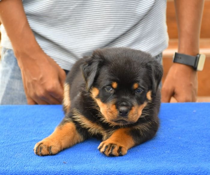 DogsIndia.com - Rottweiler - Nishmaar's Kennel