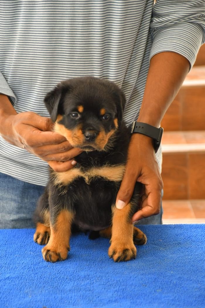 DogsIndia.com - Rottweiler - Nishmaar's Kennel