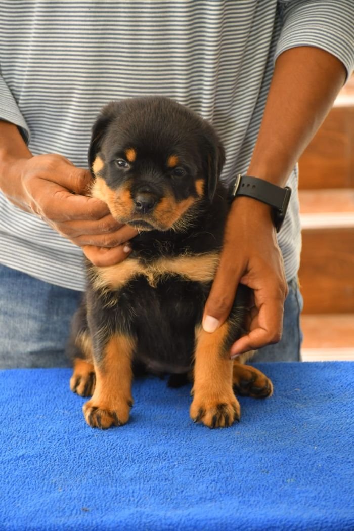 DogsIndia.com - Rottweiler - Nishmaar's Kennel