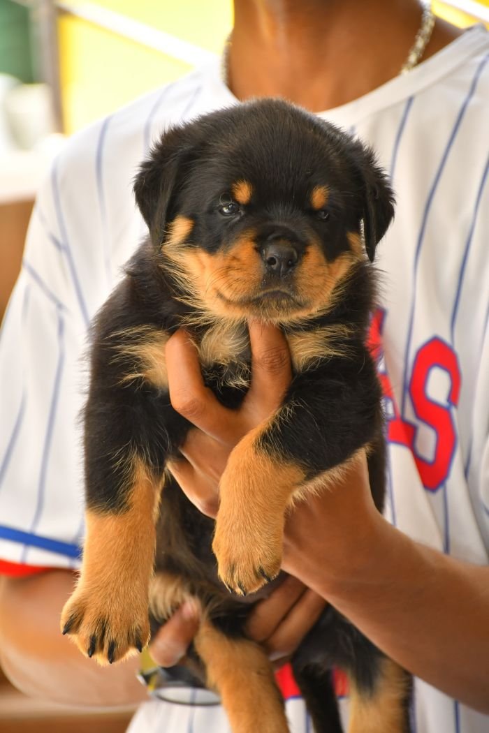 DogsIndia.com - Rottweiler - Nishmaar's Kennel
