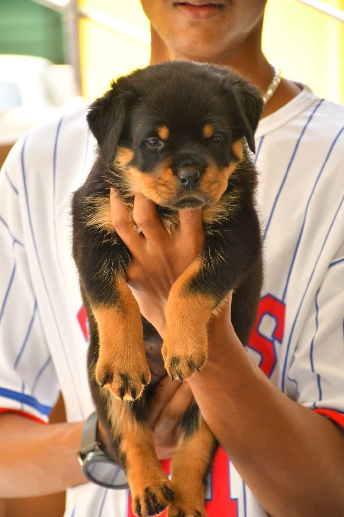 DogsIndia.com - Rottweiler - Nishmaar's Kennel