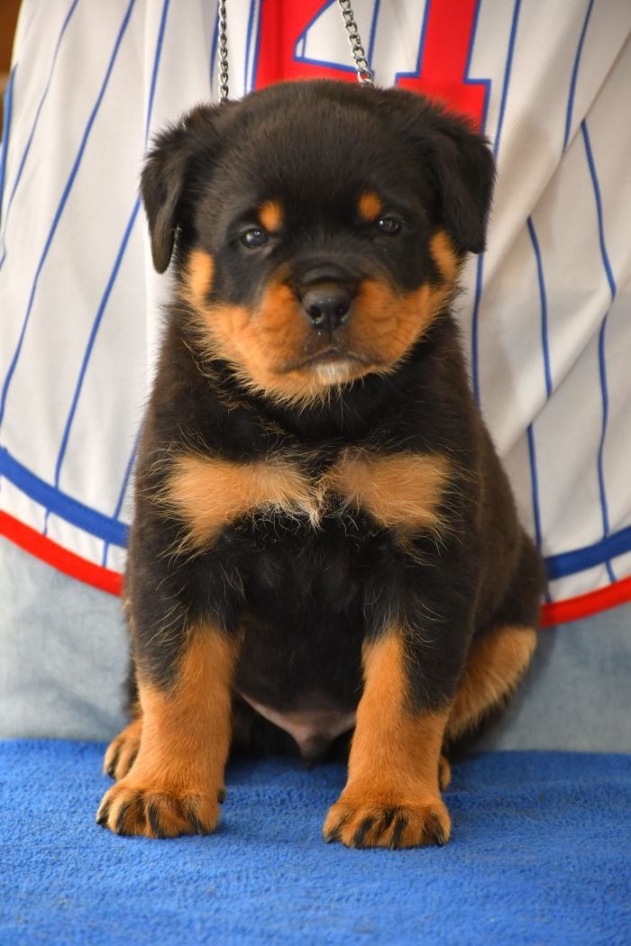 DogsIndia.com - Rottweiler - Nishmaar's Kennel