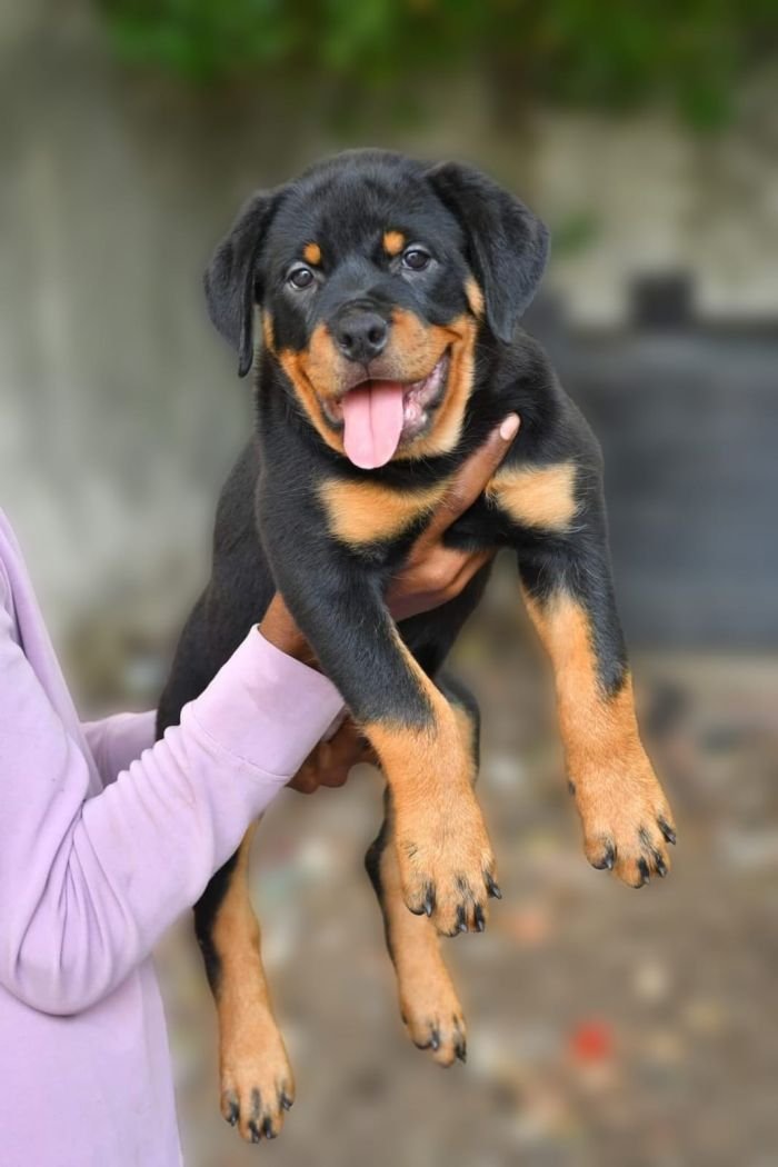 DogsIndia.com - Rottweiler - Nishmaar's Kennel