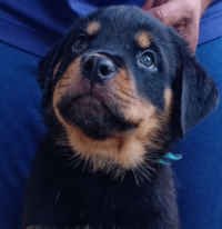 DogsIndia.com - Rottweiler - Philanski