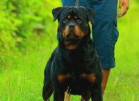 DogsIndia.com - Rottweiler - Prithviraj