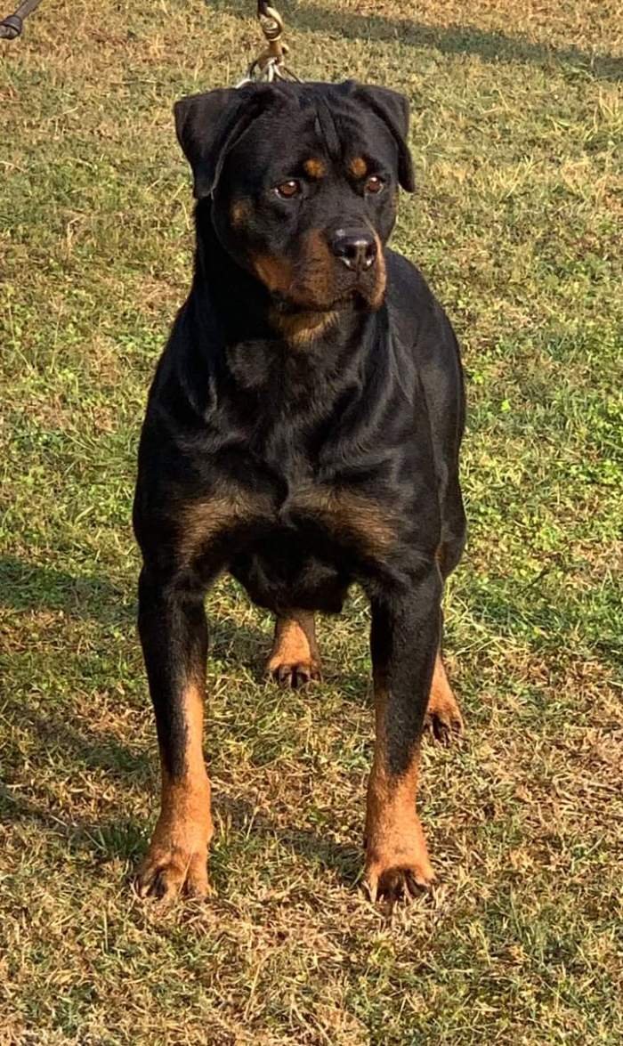DogsIndia.com - Rottweiler - Rajan