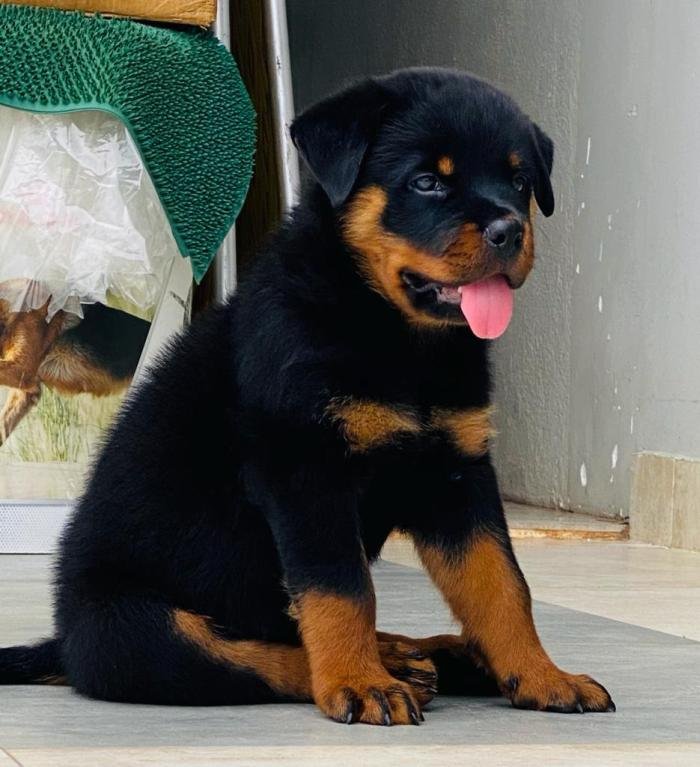 DogsIndia.com - Rottweiler - Rajan