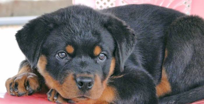 DogsIndia.com - Rottweiler - Rajan
