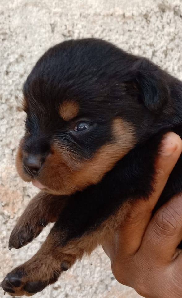 DogsIndia.com - Rottweiler - Rajan