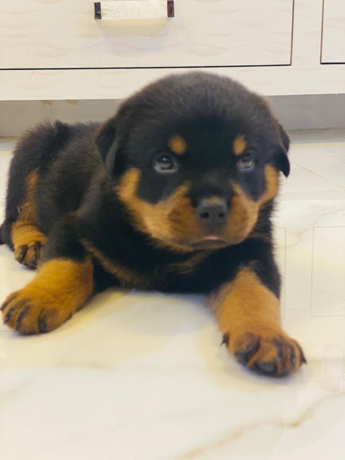 DogsIndia.com - Rottweiler - Rajan