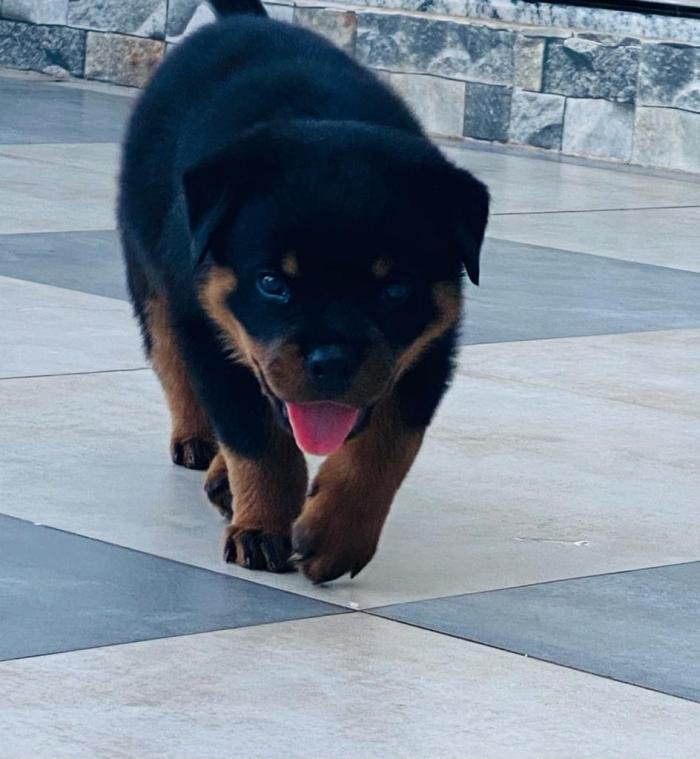 DogsIndia.com - Rottweiler - Rajan