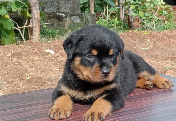 DogsIndia.com - Rottweiler - Rajan - Sunflames
