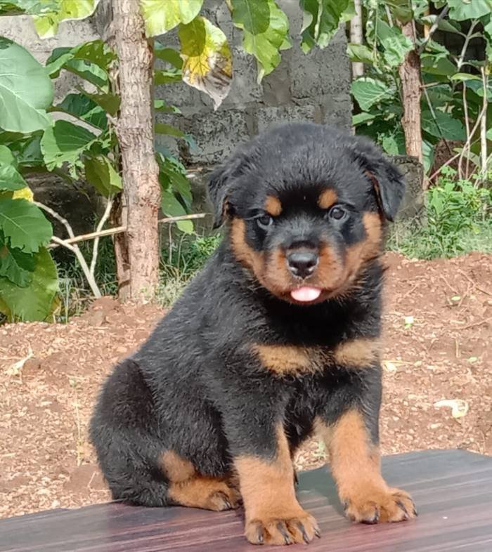DogsIndia.com - Rottweiler - Rajan - Sunflames