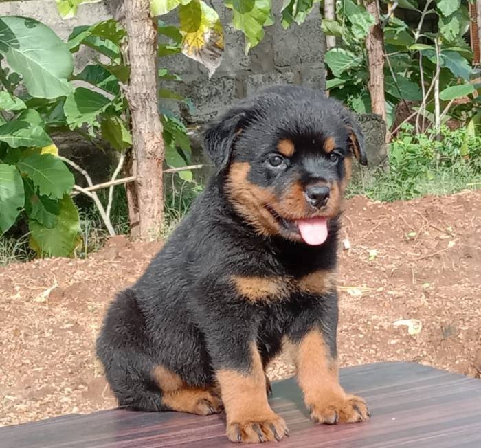 DogsIndia.com - Rottweiler - Rajan - Sunflames