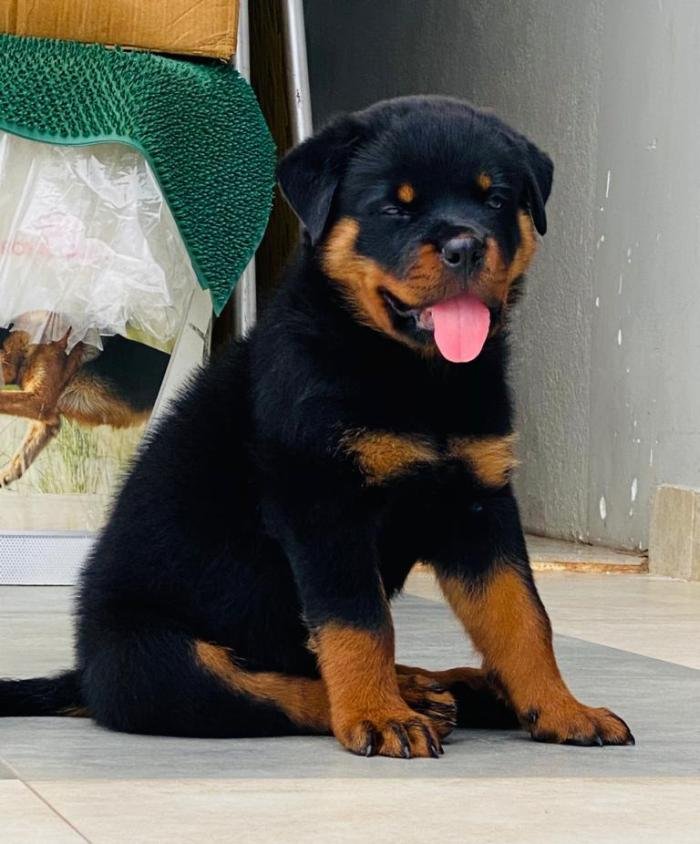 DogsIndia.com - Rottweiler - Rajan