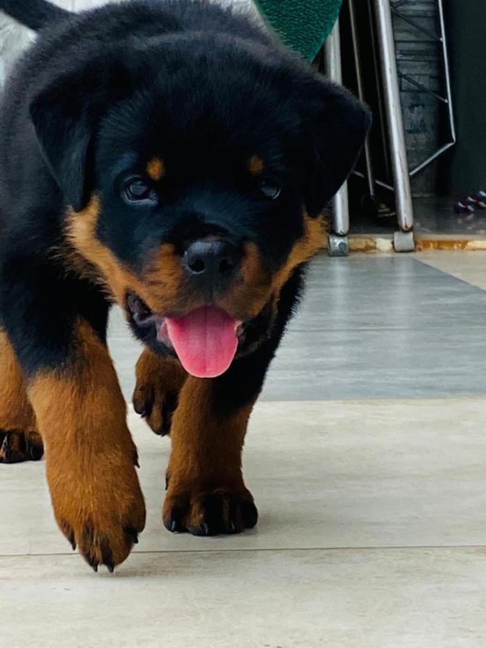 DogsIndia.com - Rottweiler - Rajan