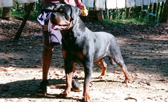 DogsIndia.com - Rottweiler - Rajan