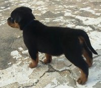 DogsIndia.com - Rottweiler - Samuvel