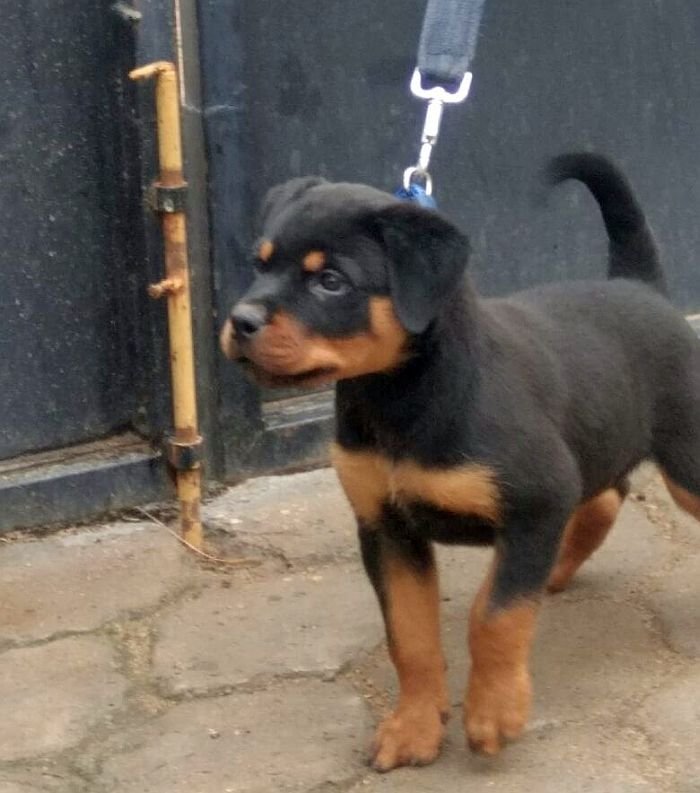 DogsIndia.com - Rottweiler - Samuvel 