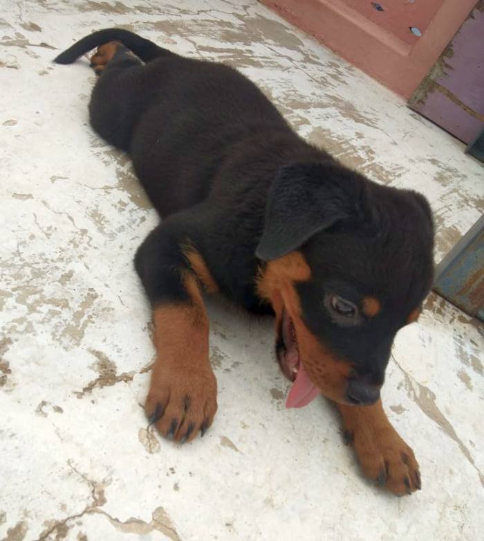DogsIndia.com - Rottweiler - Samuvel 