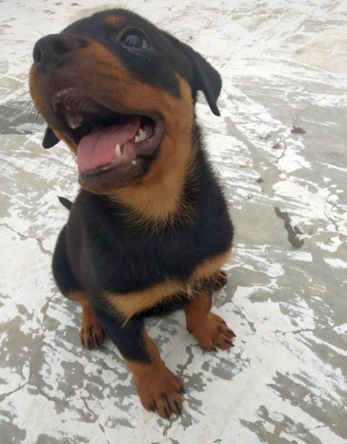 DogsIndia.com - Rottweiler - Samuvel 