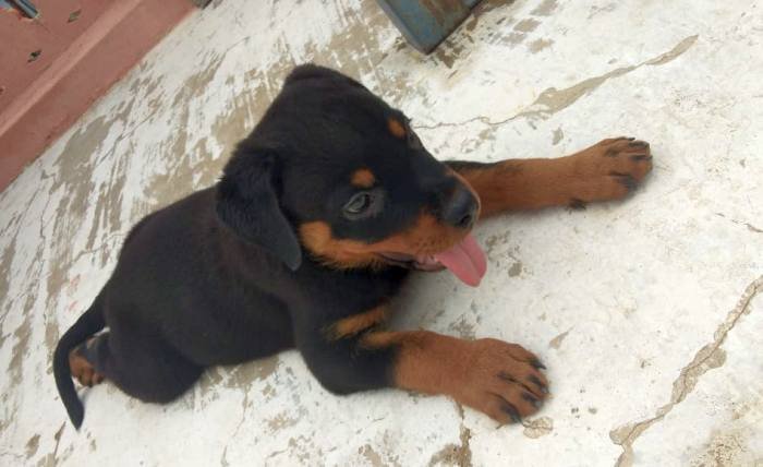 DogsIndia.com - Rottweiler - Samuvel 