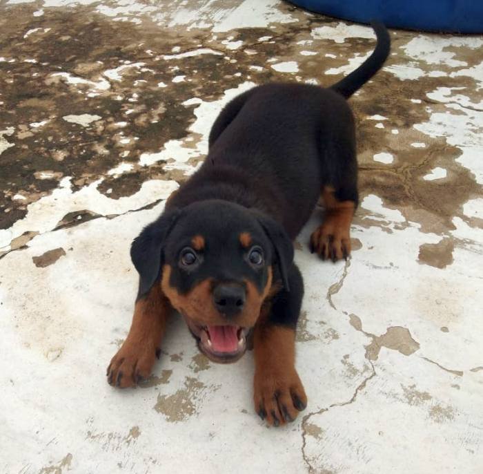 DogsIndia.com - Rottweiler - Samuvel 