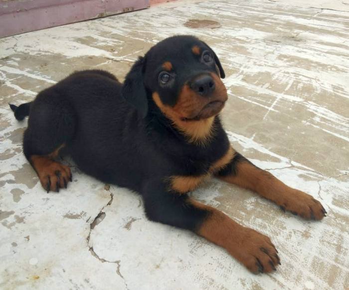 DogsIndia.com - Rottweiler - Samuvel 