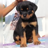 DogsIndia.com - Rottweiler - Sawant's Kennel - Nilesh Sawant