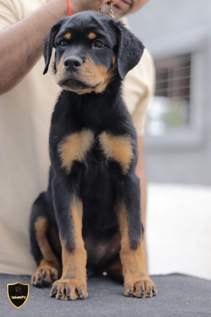 DogsIndia.com - Rottweiler - Sawant's Kennel - Nilesh Sawant