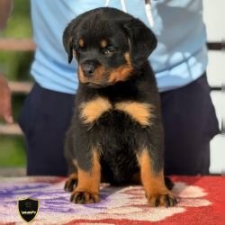 DogsIndia.com - Rottweiler - Sawant's Kennel - Nilesh Sawant