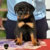 DogsIndia.com - Rottweiler - Sawant's Kennel - Nilesh Sawant
