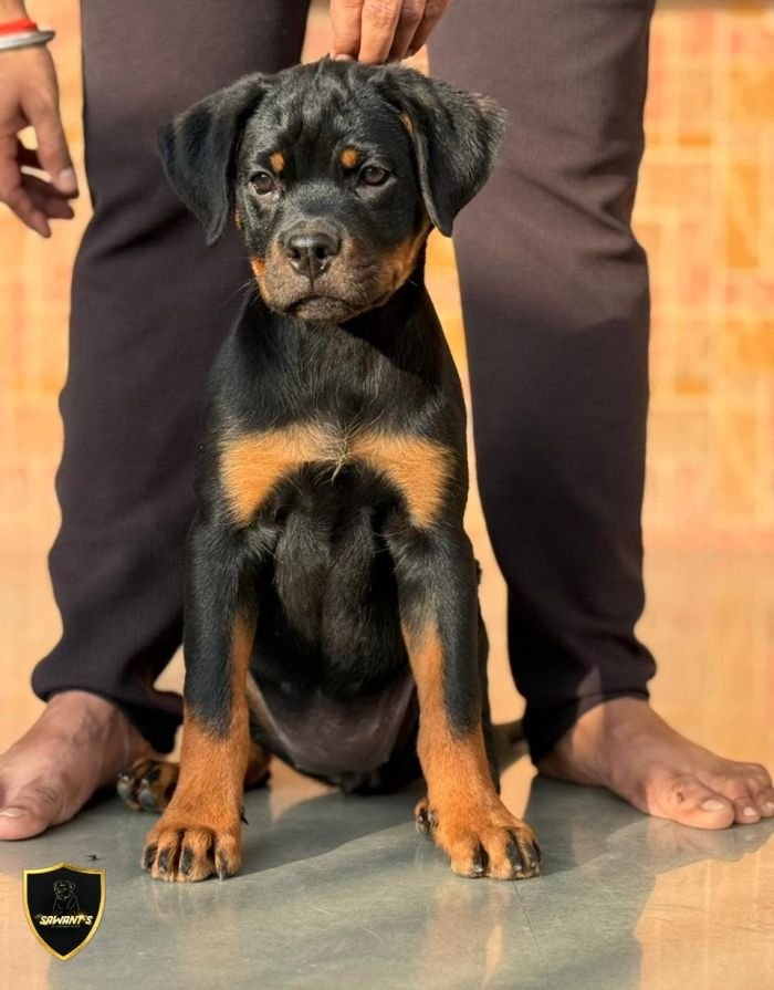 DogsIndia.com - Rottweiler - Sawant's Kennel - Nilesh Sawant