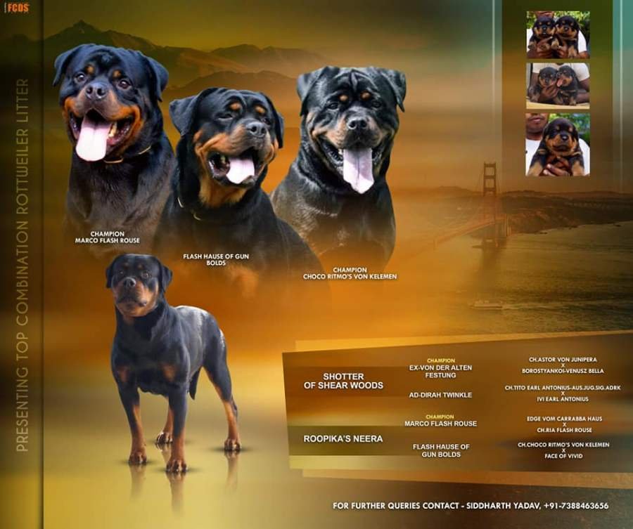 DogsIndia.com - Rottweiler - Siddharth Yadav