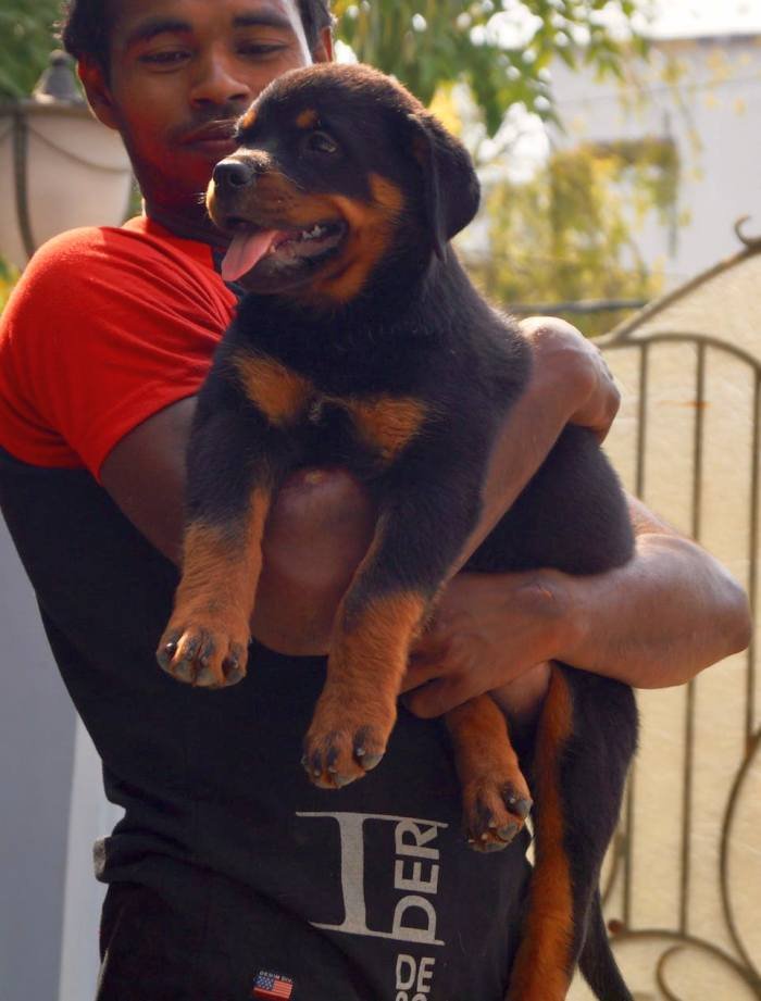 DogsIndia.com - Rottweiler - Siddharth Yadav