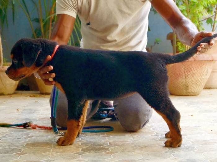 DogsIndia.com - Rottweiler - Siddharth Yadav