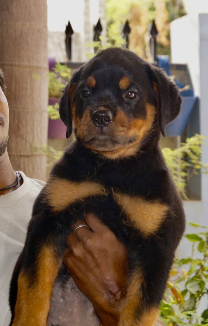 DogsIndia.com - Rottweiler - Siddharth Yadav
