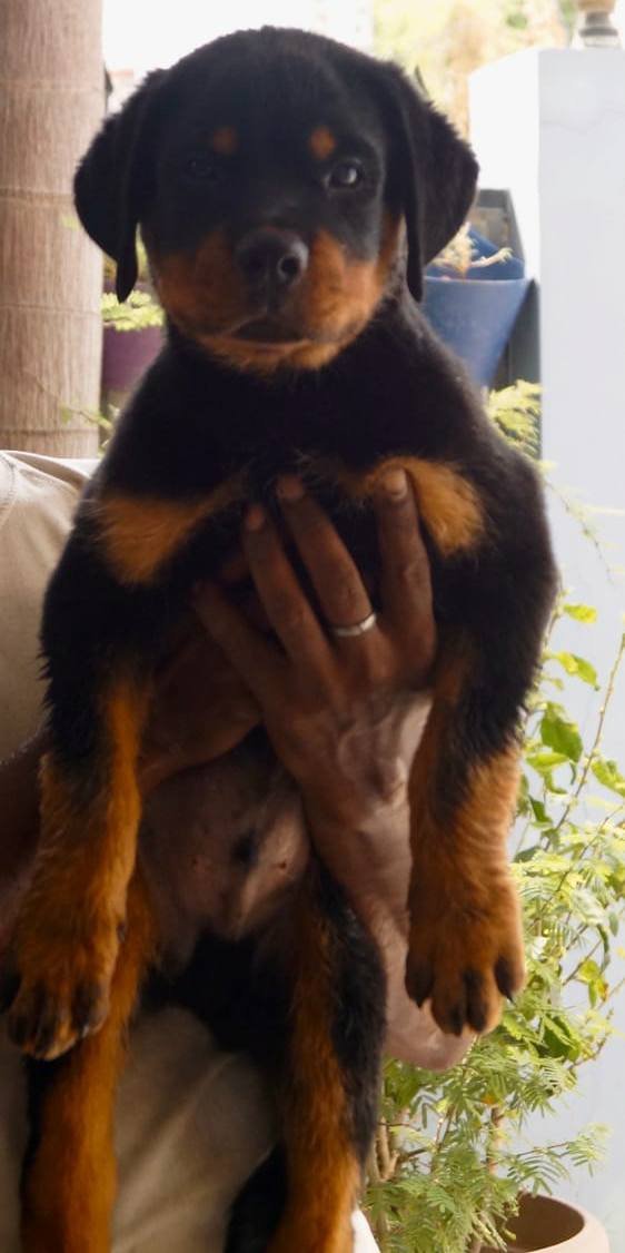 DogsIndia.com - Rottweiler - Siddharth Yadav