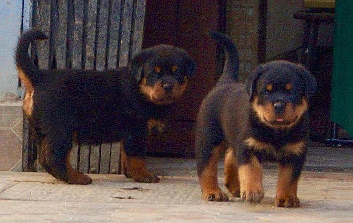 DogsIndia.com - Rottweiler - Siddharth Yadav